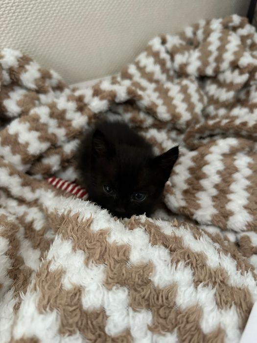 Отдам котенка в добрые руки
