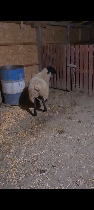 Oi suffolk de vânzare!