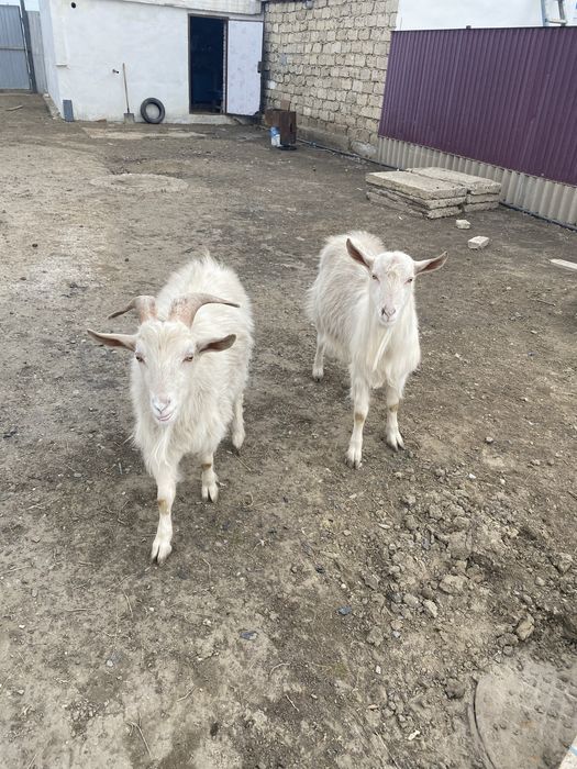 Продам заненскую козёл