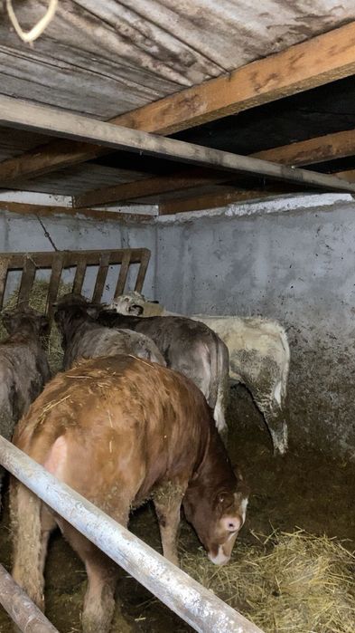 Vand viteii  de boxa