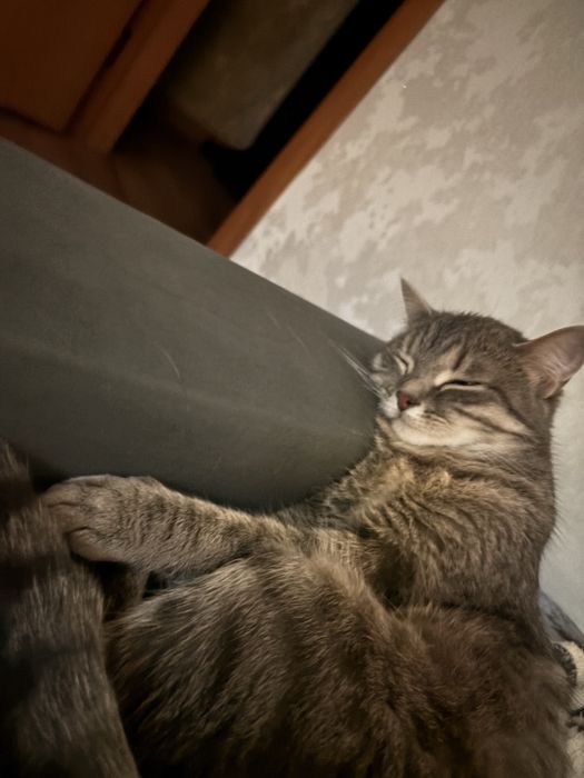 Отдам кошку 1год и 3 мес