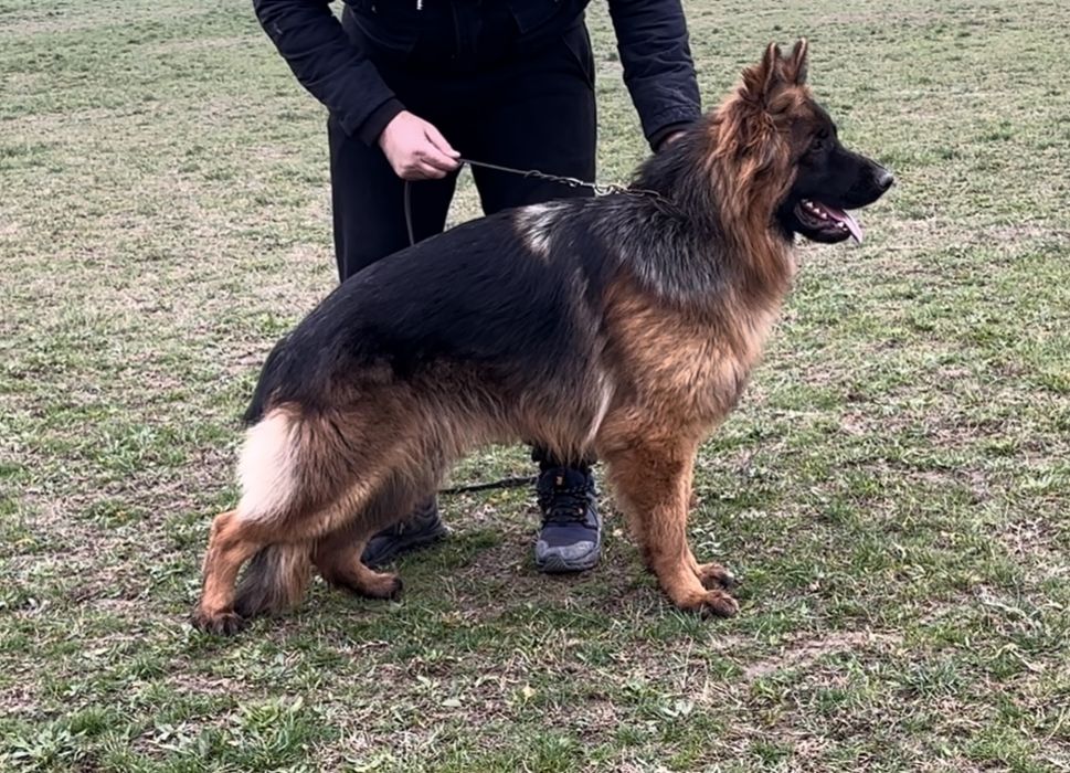 Mascul par lung cu pedigree top