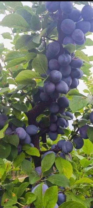 Prune coapte dulci
