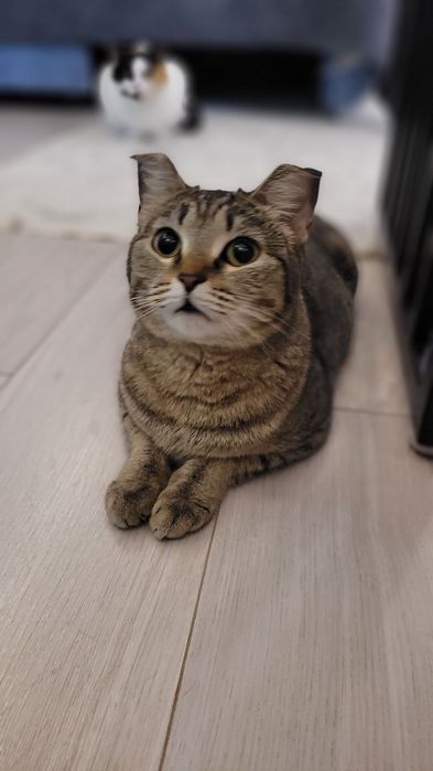 Отдаём кошечку в добрые руки