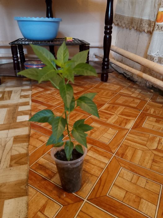 Цветы .комнатные.