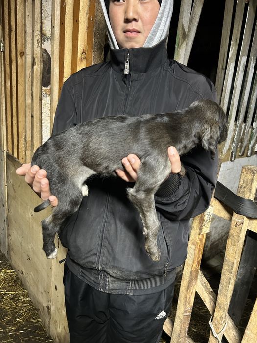 Тазы күшік сатылады