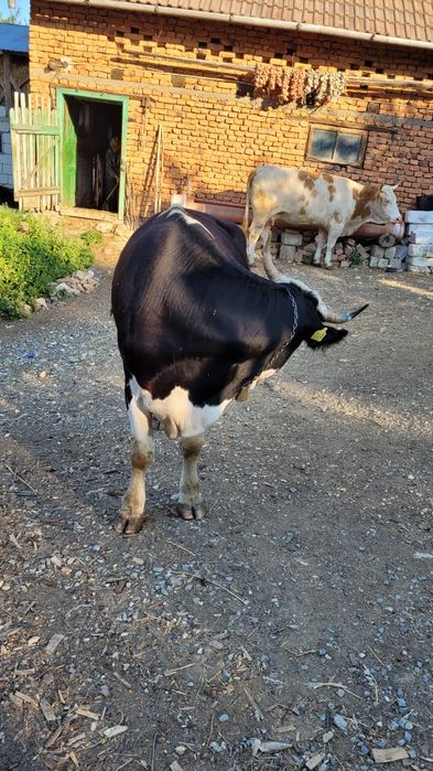 Vaca holstein tanara gestanta