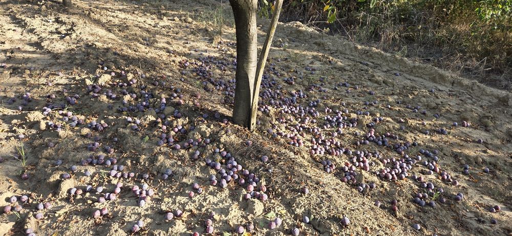 Prune pentru tuica