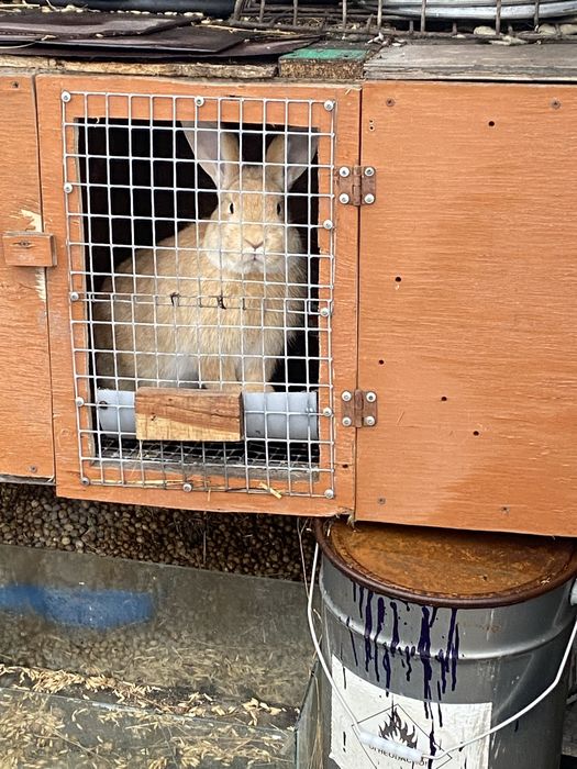 Продам молодняк крольчат