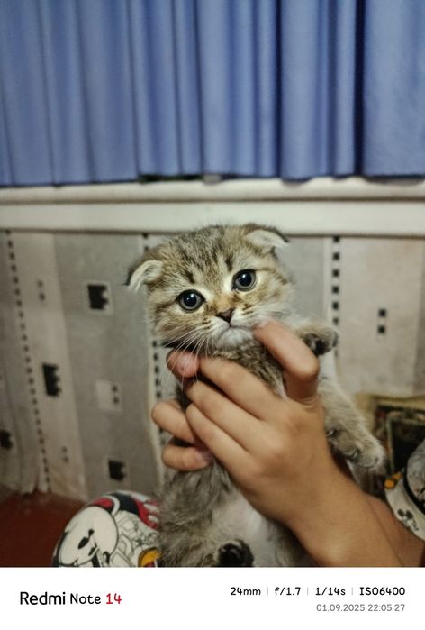 Mushukchalar sotiladi