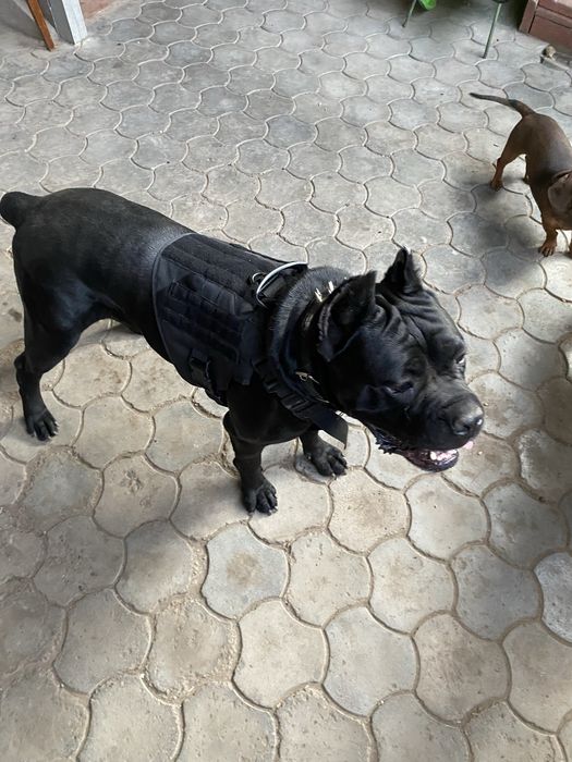 Вязка Кане Корсо кобель