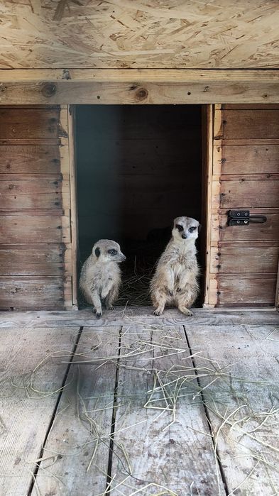 Vând suricate mature