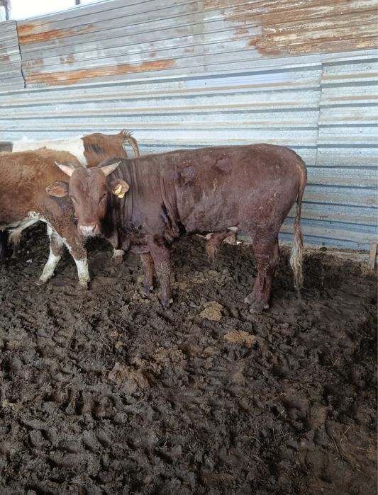 Продам бычков 2/3 года