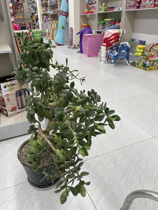 Цветы денги доллар