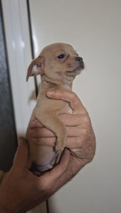 Мини чихуахуа,две момчета и две момичета.