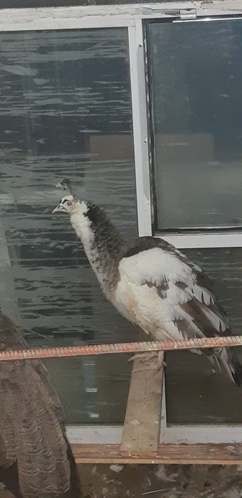 Păuni  masculi și femele maturi