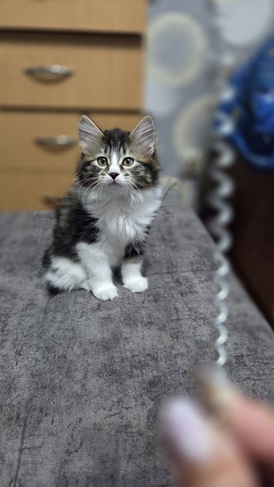 Красивая кошечка