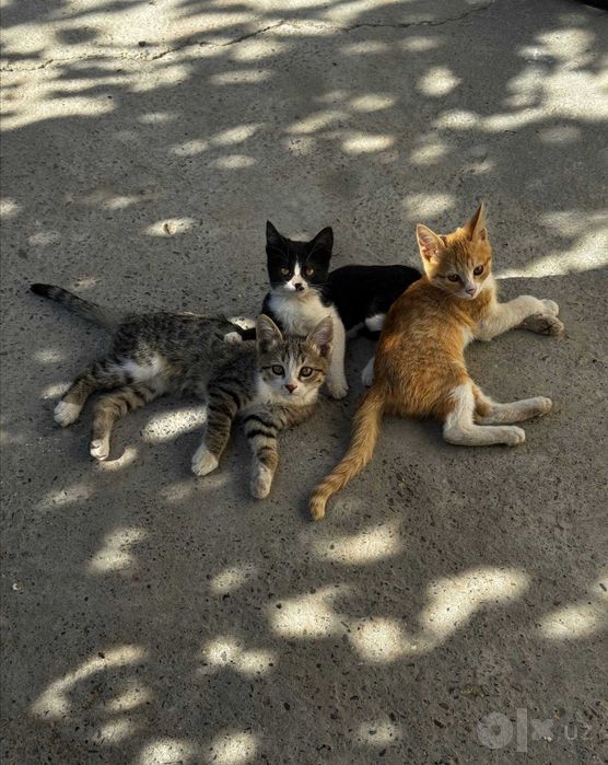 Отдам котят даром