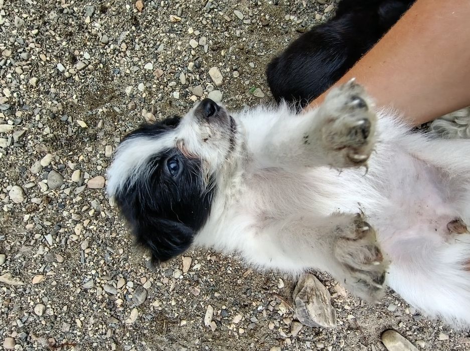 Donez cățelusi spre adopție