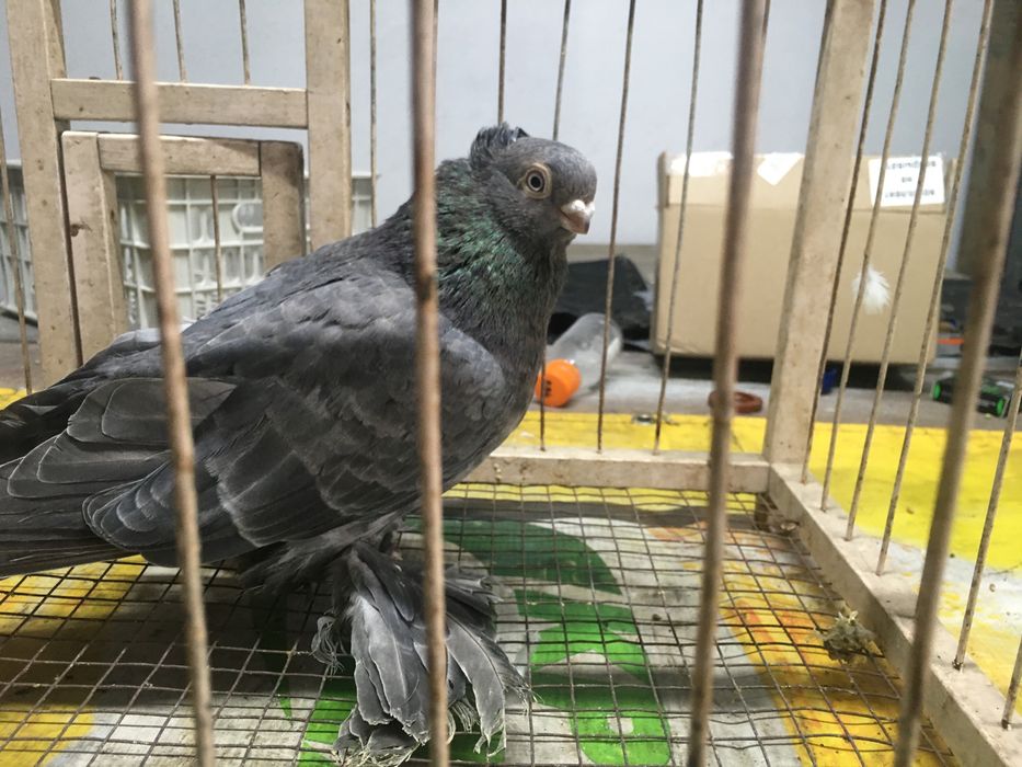 Продам самца кишмиш молодой