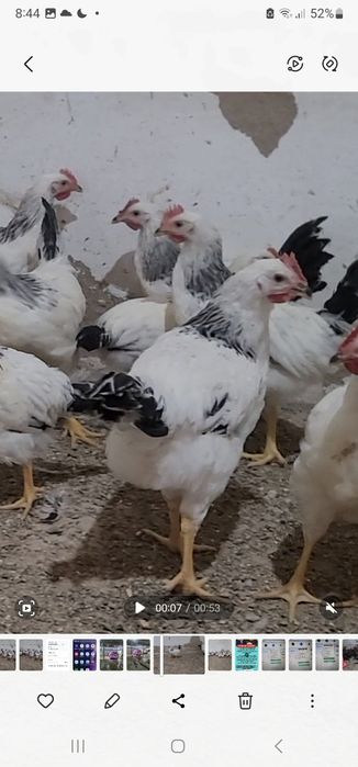 Adler serbrist tozasi sotiladi