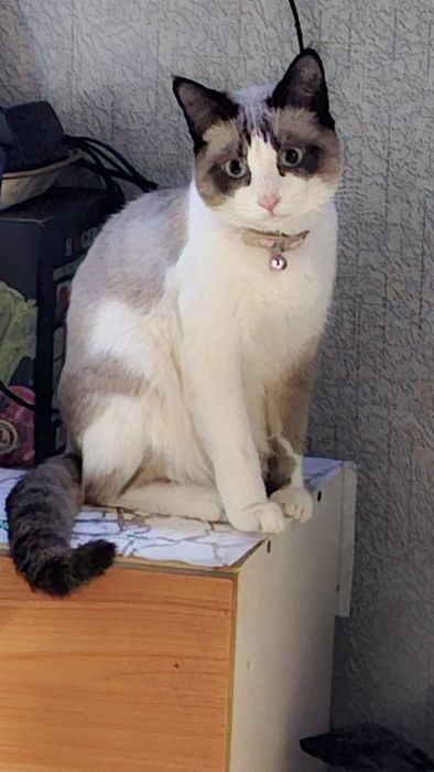 Хорошие котенки отдам даром .