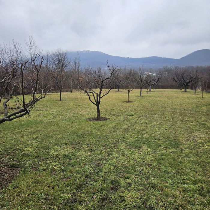 ВИЛЕН ИМОТ Врачански лозя,  м. Янкин връх