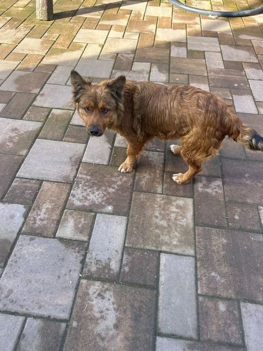 Donez cățelușă  castrată unui stăpân iubitor