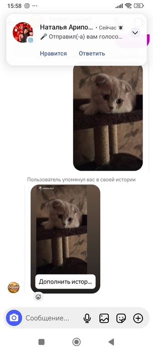 Порода Скотиш Фолд.