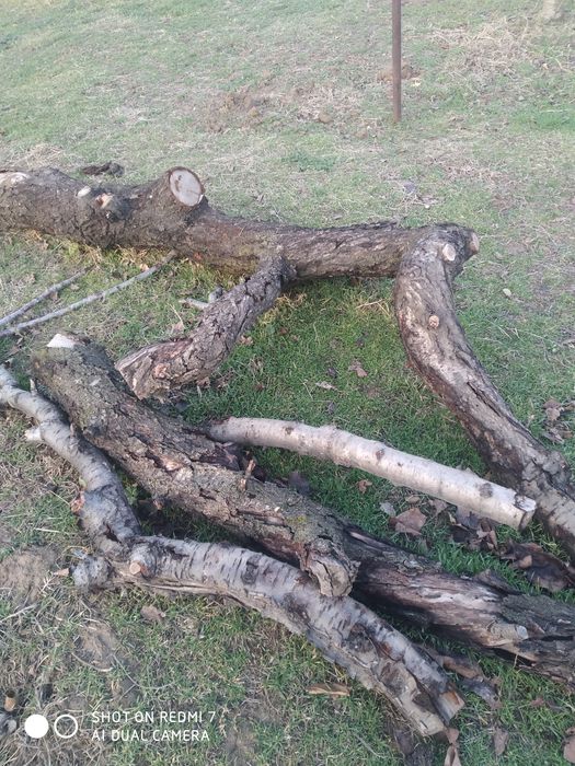 Продам дрова 250 тысяч сум