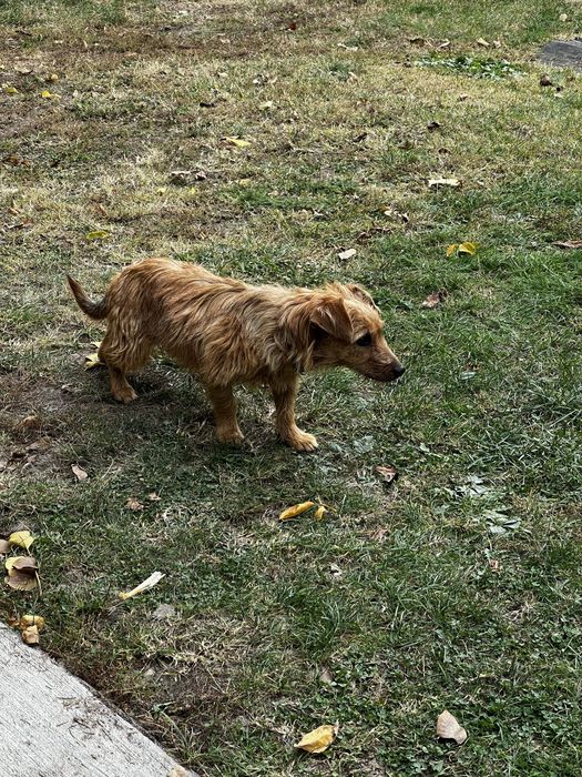 Donez cățelușă de talie mica