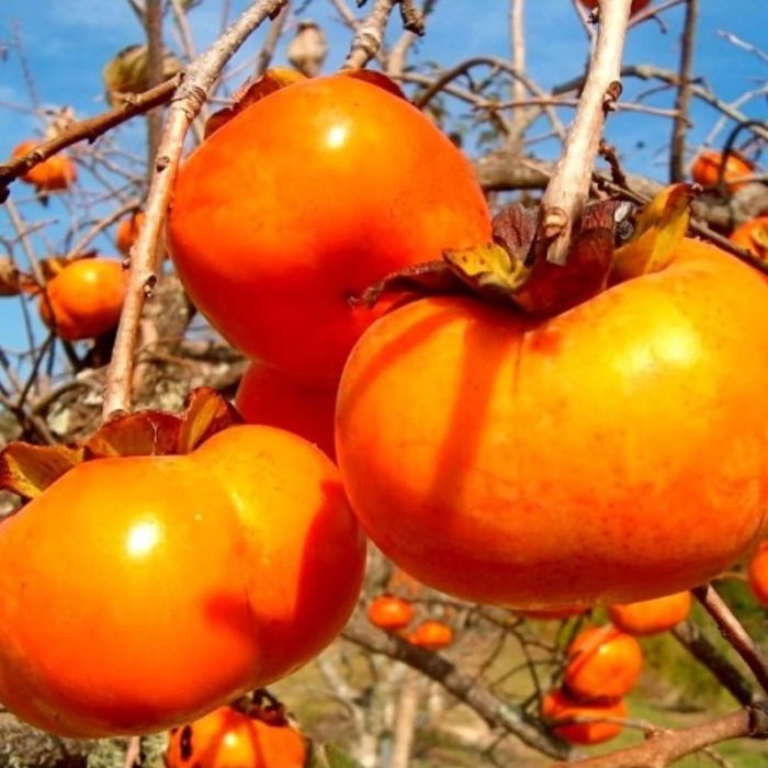 Diferite soiuri kaki