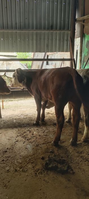 Продам двух телок жирных