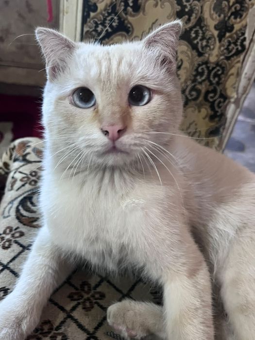 Коты мальчики бесплатно