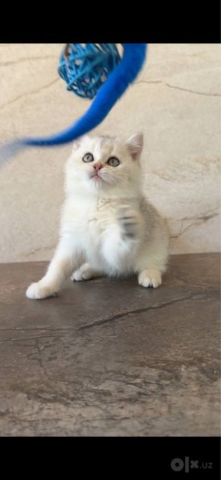 Британский котёнок