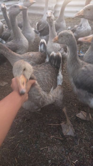 Продам гусей живьём