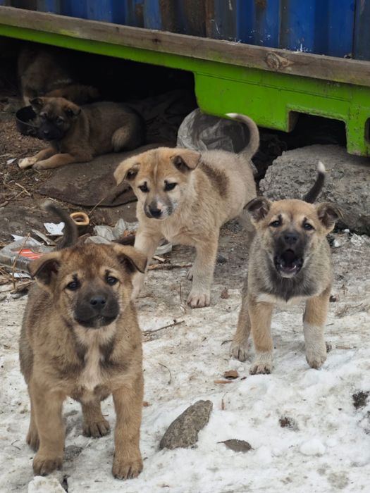 Щенки ищут добрые руки