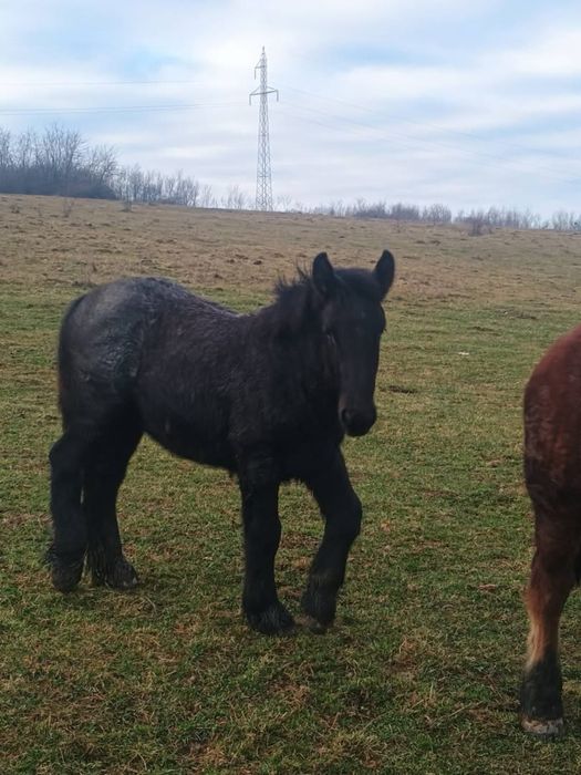 Manz 8 luni de vanzare