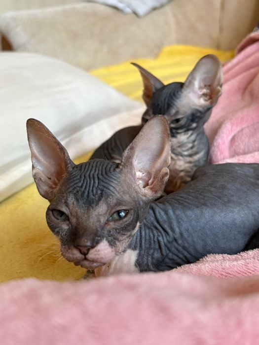 Продается котенок сфинкс