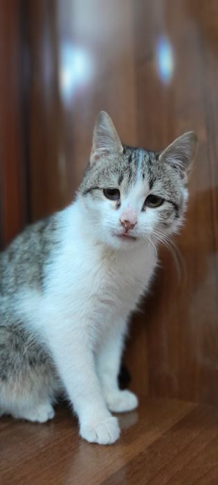 Mushuk tekinga yaxshi oilaga