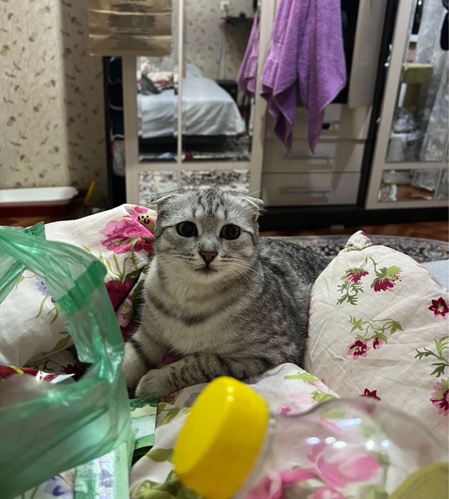 Отдам даром кошку