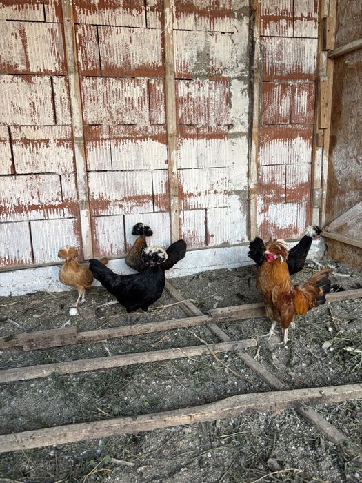 Gaini motate olandeze