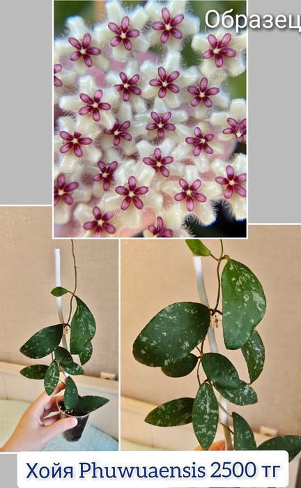 Хойи разные сорта комнатные цветы