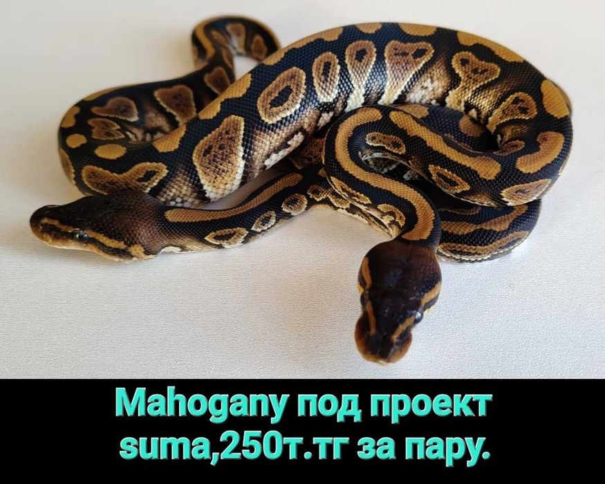 Пара mahogany.самец и самка