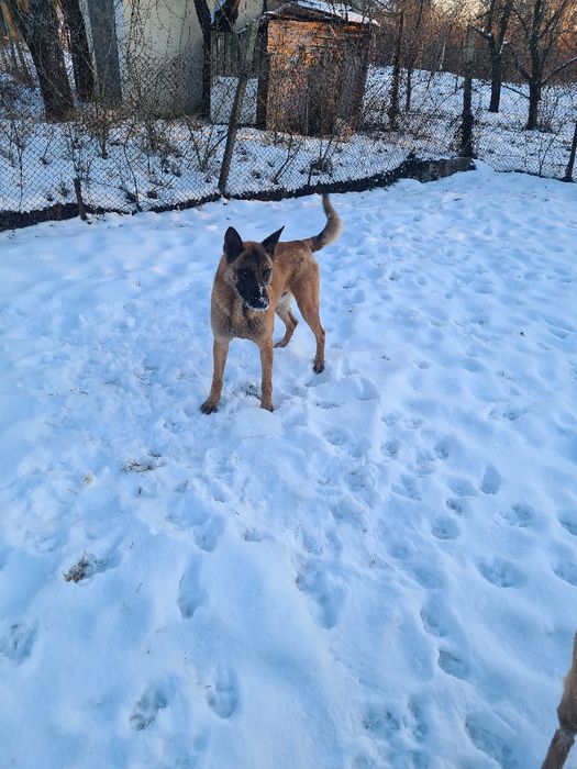 Белгийска овчарка  - малиноа