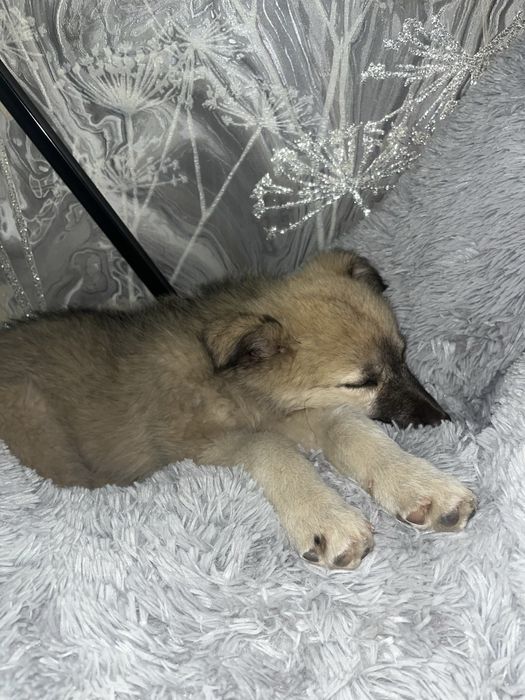 Собакам маленький щенок