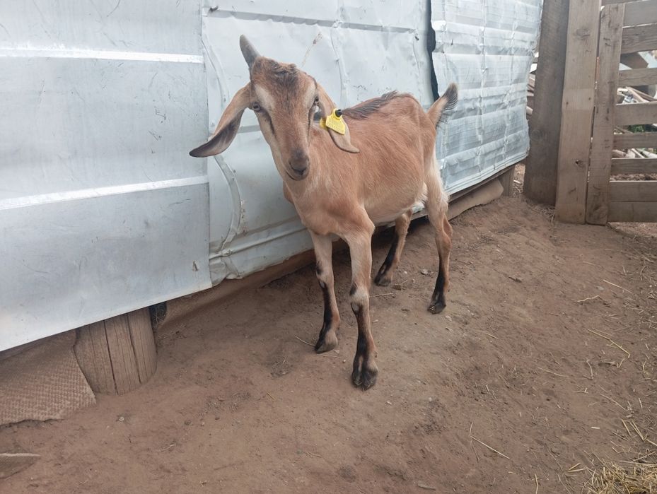 Продам козы цена договорная