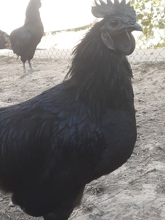 Uxayul qora xòrozlari