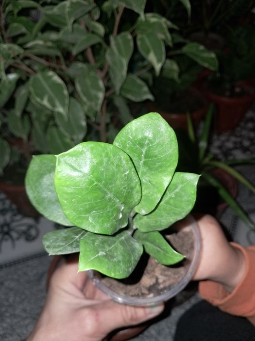 Замиокулькасы Долларовое