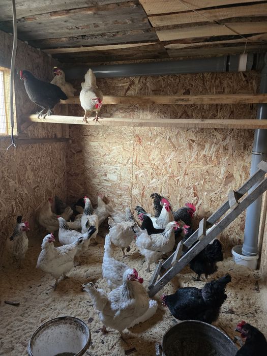 Куры несушки доминант